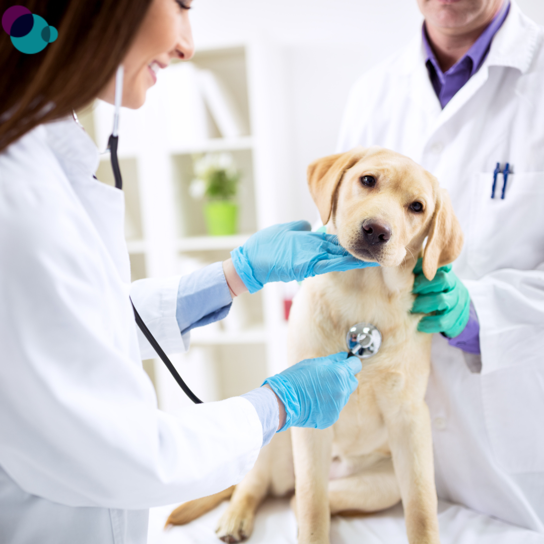 imagem do curso de Urgências, Emergências e Cuidados Hospitalares em Medicina Veterinária